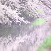 桜川