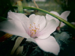 桜の花が落ちてた