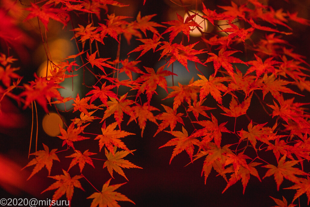 今年は紅葉狩りたくさんできました