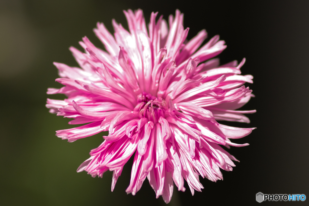 道端の花