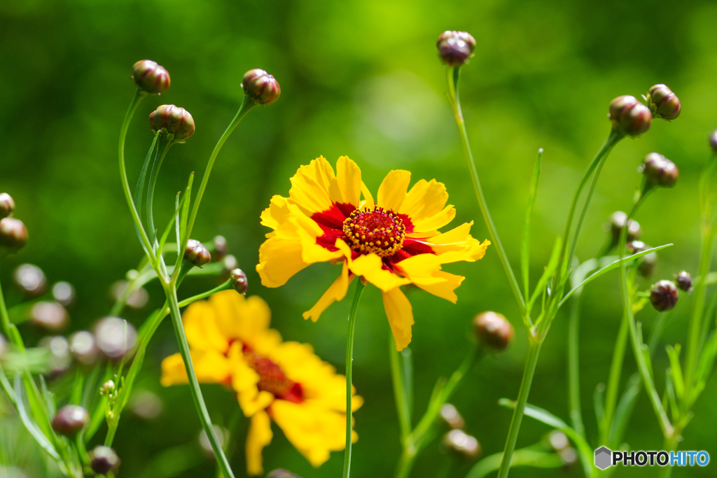 道端の花３