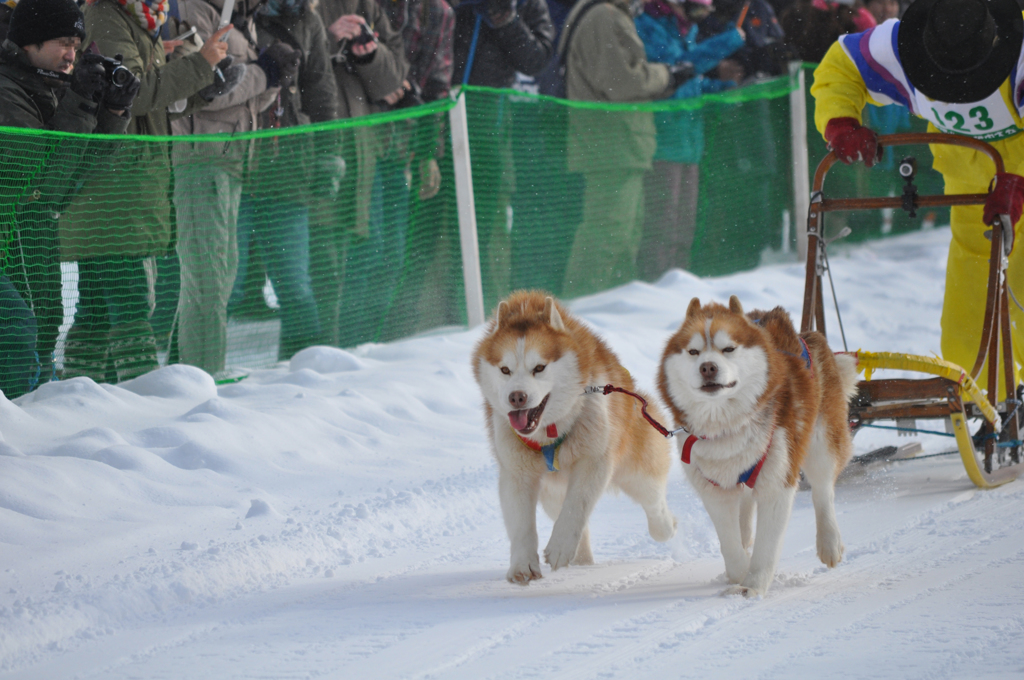 2013JAPANCUP全国犬ぞり稚内大会（13－7 画像）