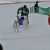 2013JAPANCUP全国犬ぞり稚内大会（13－13 画像）