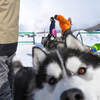 2013JAPANCUP全国犬ぞり稚内大会（13－3 画像）