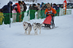 2013JAPANCUP全国犬ぞり稚内大会（13－11 画像）