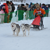 2013JAPANCUP全国犬ぞり稚内大会（13－11 画像）