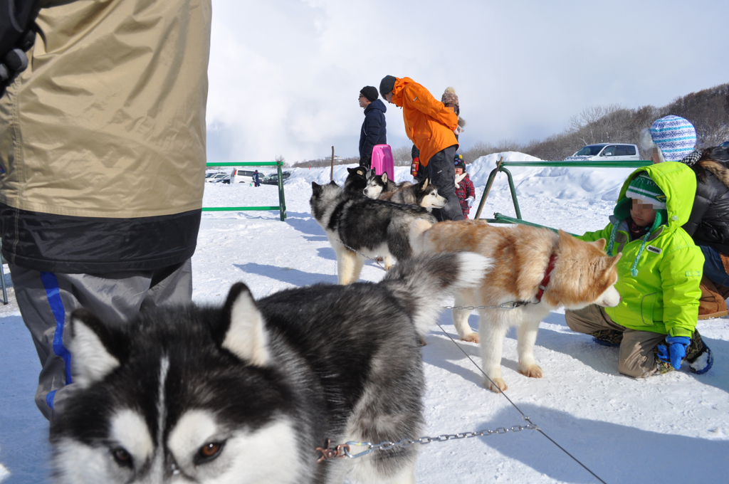 2013JAPANCUP全国犬ぞり稚内大会（13－2 画像）