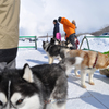 2013JAPANCUP全国犬ぞり稚内大会（13－2 画像）