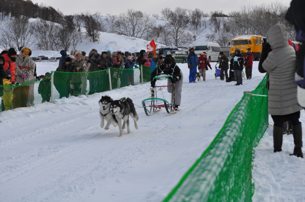 2013JAPANCUP全国犬ぞり稚内大会（13－9 画像）