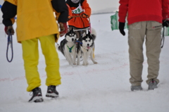 2013JAPANCUP全国犬ぞり稚内大会（13－12 画像）