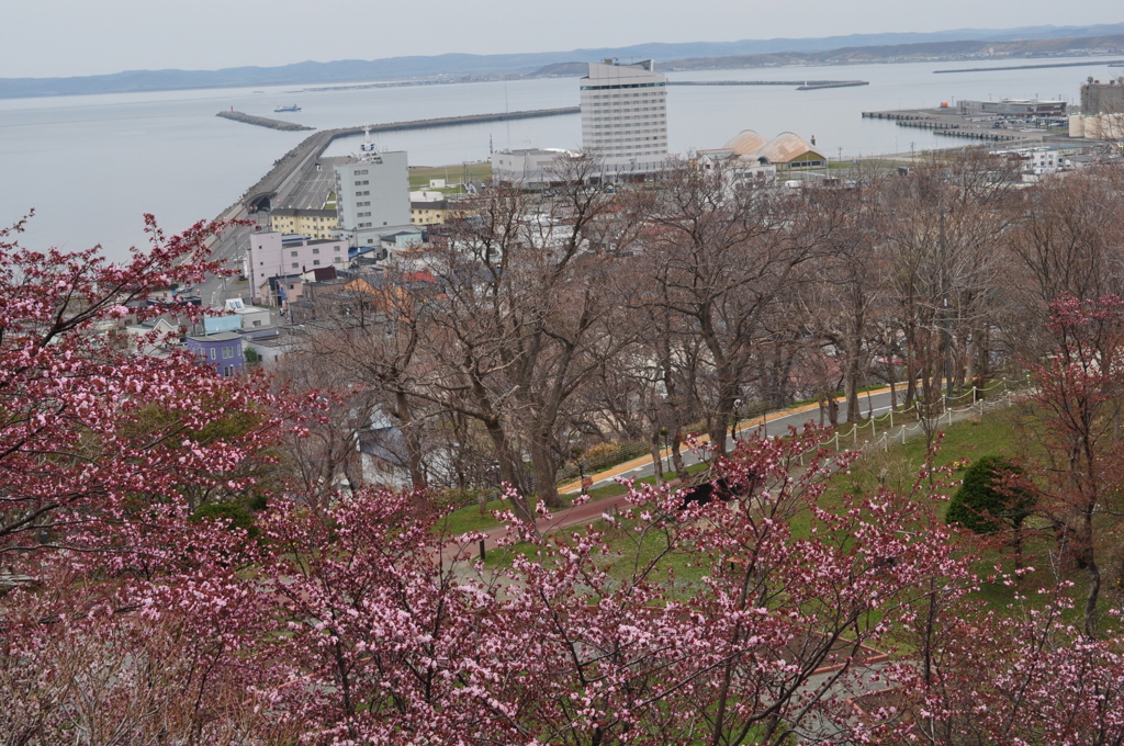 日本最北の桜