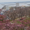 日本最北の桜