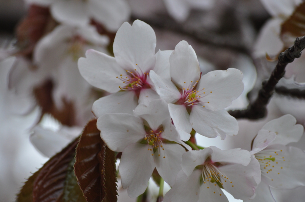 日本最北の桜