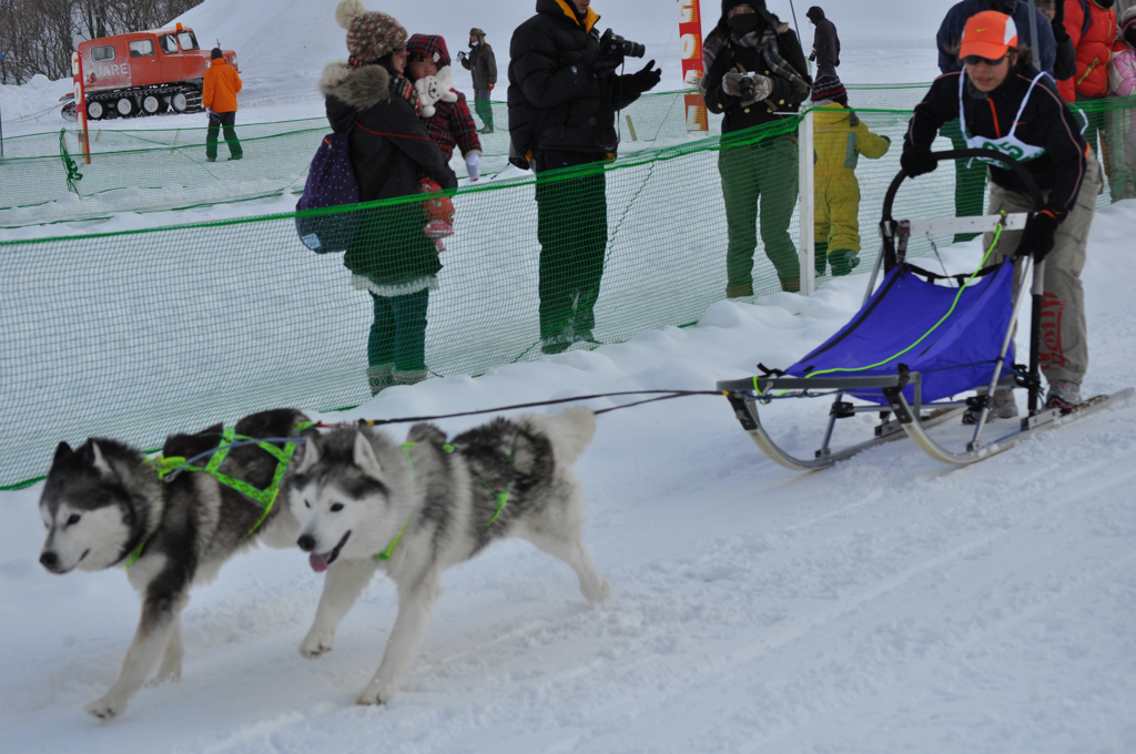 2013JAPANCUP全国犬ぞり稚内大会（13－10 画像）