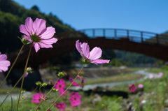 木曽の大橋と秋桜