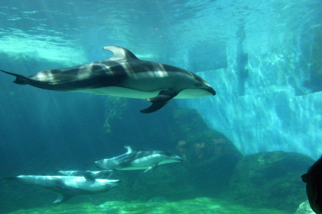 名古屋水族館①