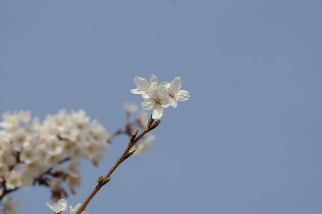 桜４