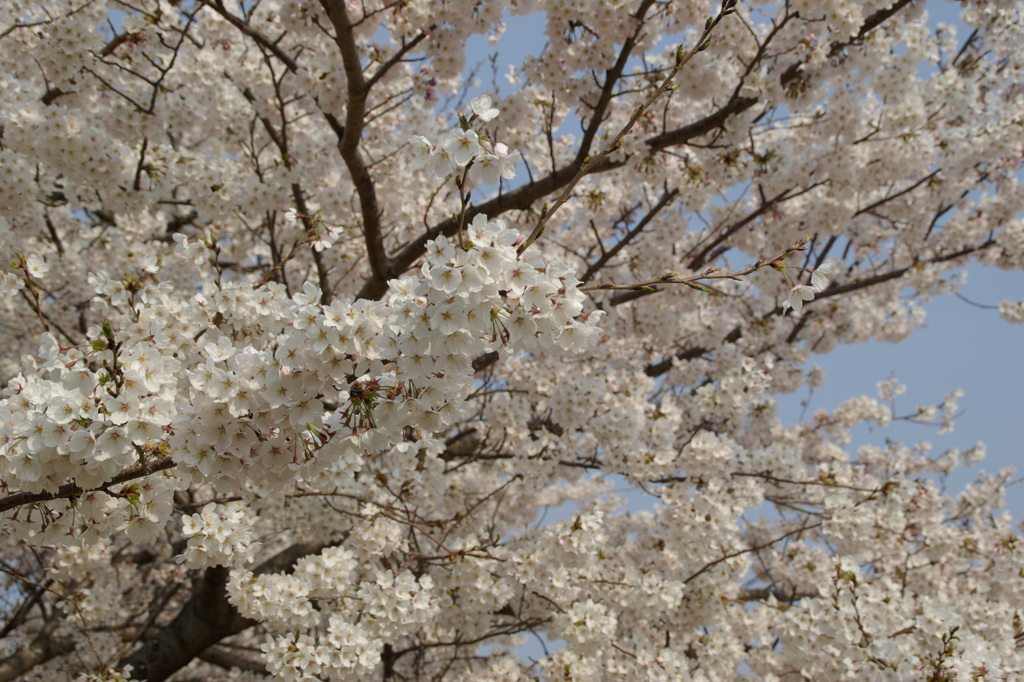 桜２