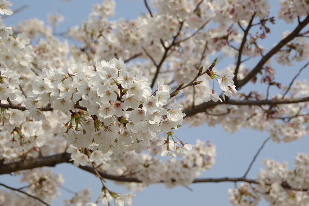 桜１