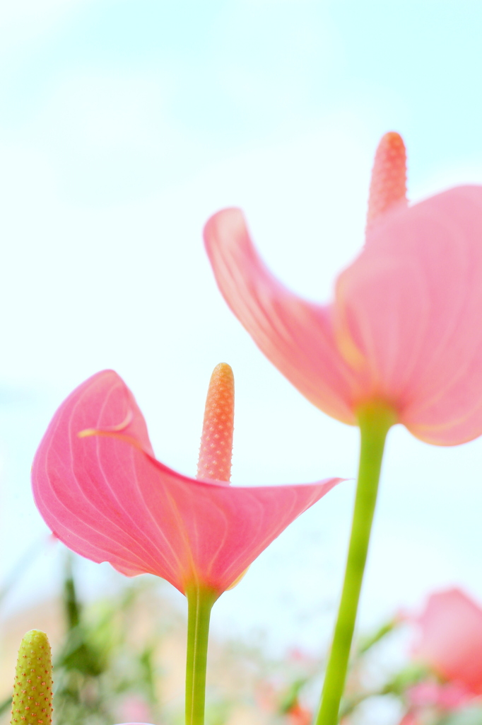 夏空とpink