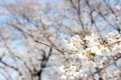 桜２