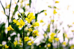 菜の花。