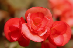 ｒｅｄ