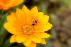 ｂｅｅ