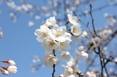 桜３