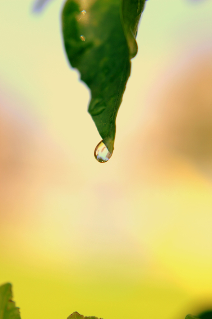 雫。