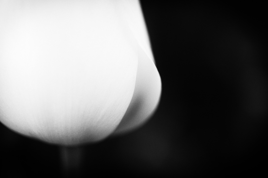 ＊ tulips in B&W