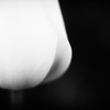 ＊ tulips in B&W