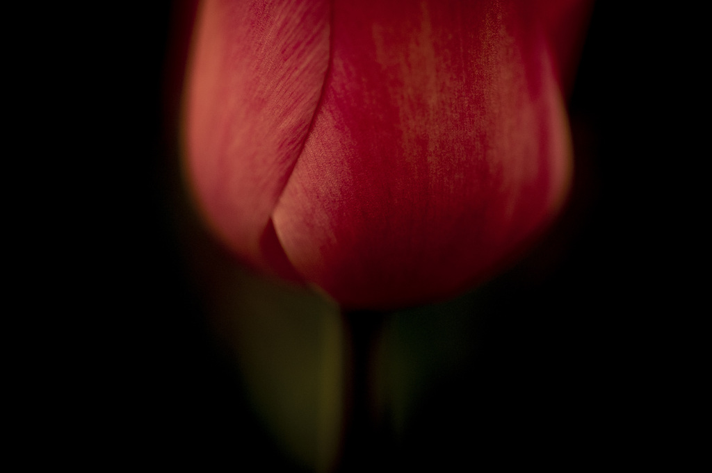 ＊ tulips_red