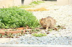 よそ様の猫