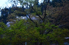 桜の周りに美しき木々