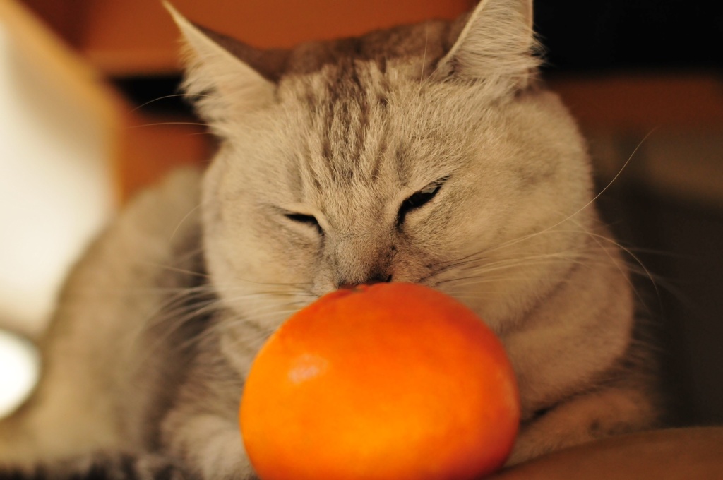 ねこにみかん
