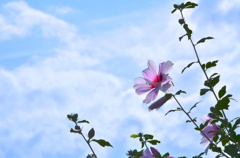 青空のキャンバス