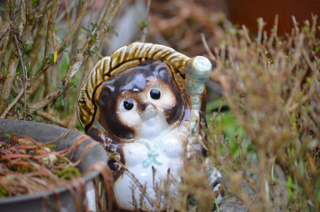 うちの狸