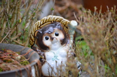 うちの狸