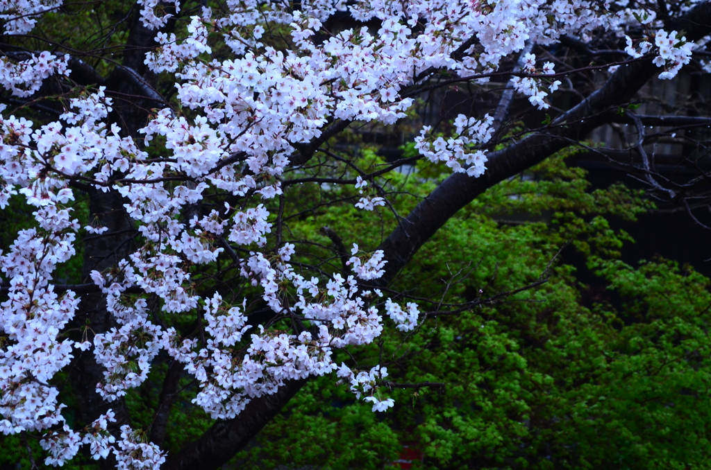 桜コントラスト