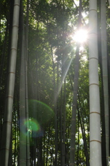 竹林道