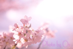 スケスケ桜