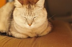 ・・・ねこ