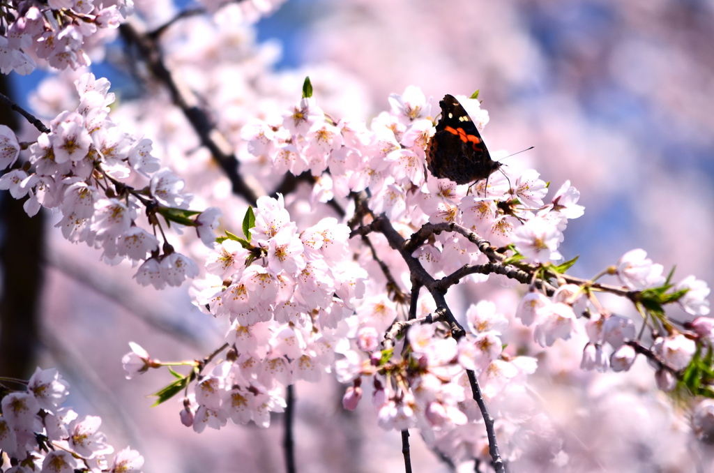 桜に魅せられて