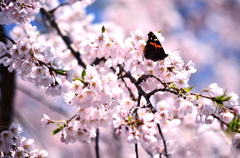 桜に魅せられて