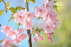 今年初の桜