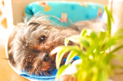 愛犬