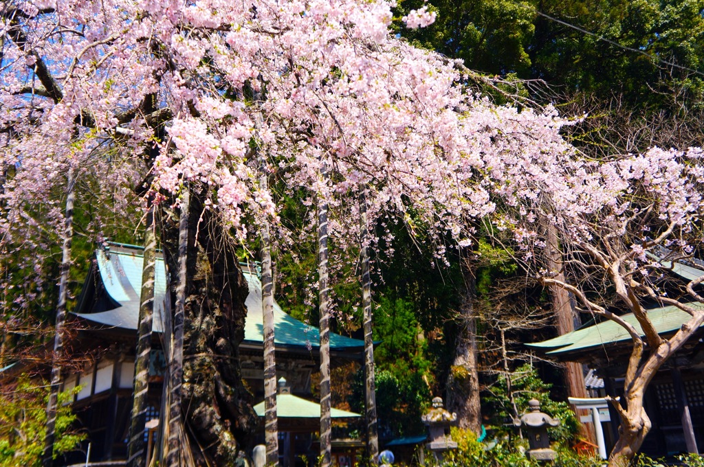 三重県の名桜の一つ、「延寿院しだれ桜」