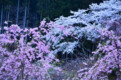 梅と桜のコラボ