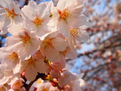 sakura